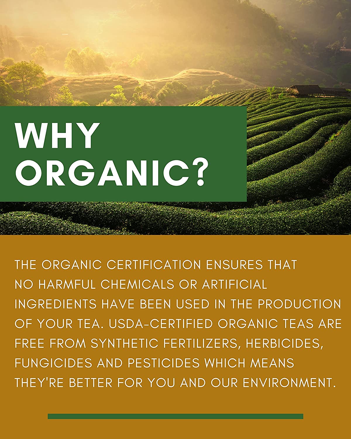 organic green oolong